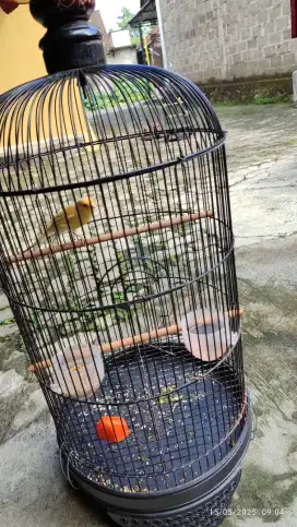 Kenari muda warna kuning