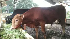 Sapi Qurban terbaik 2025