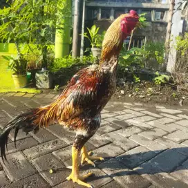 Ayam shamo eropa 3C line zuchter