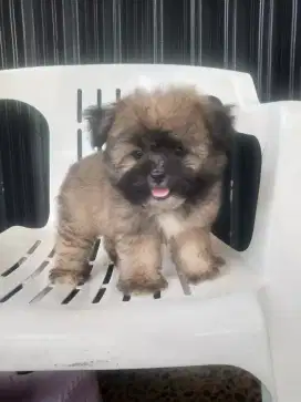 ANAK ANJING SHIHTZU MIX POM