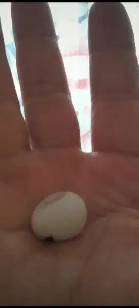 batu akik kuno tua tembus senter posssie ll money gajj ah bukan semar