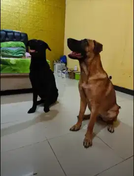 Open adopsi anjing ras besar