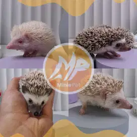 Landak mini Albino, brown, Salt pepper, Pinto