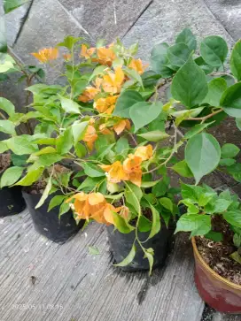 Bibit Bunga Bugenvil Bougenville Fire Oval ( Orange) Dll iD Import