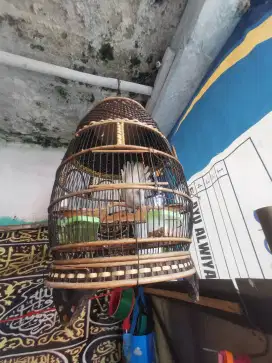 Perkutut putih lurik cetrekan. Ngoar2. Depok