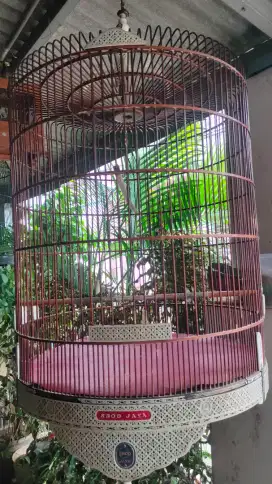 Kandang murai ebod full akrilik