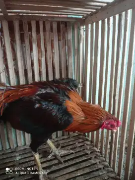 Ayam bangkok pacek