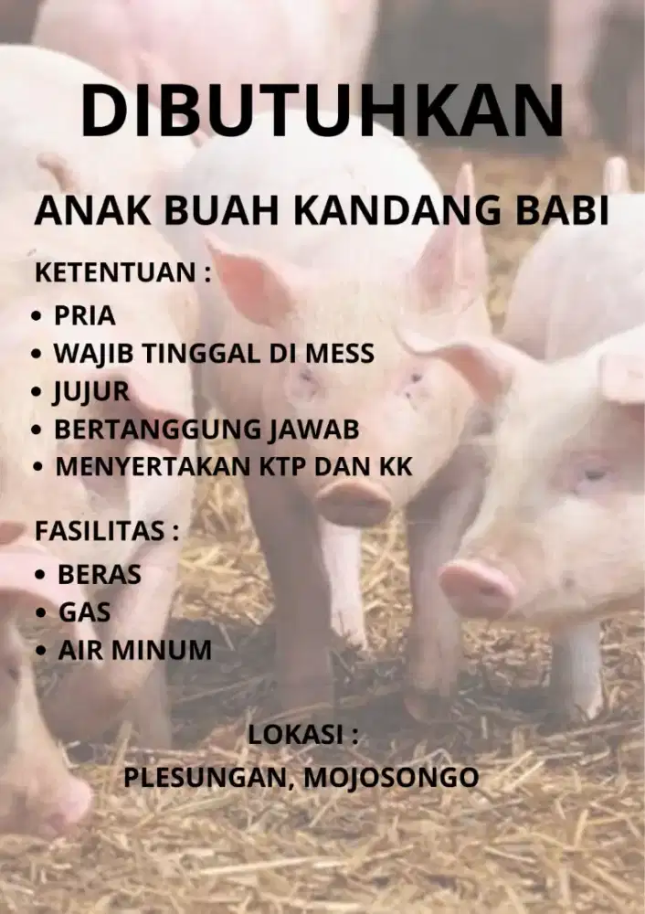 Dibutuhkan Pegawai Kandang