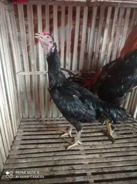 Ayam bangkok betina