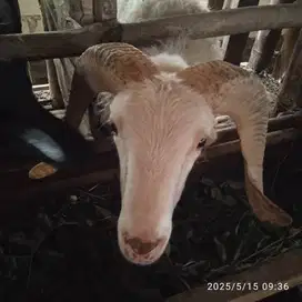 Jual Hewan qurban, aqiqah domba