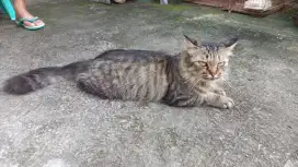 Kucing Persia Betina