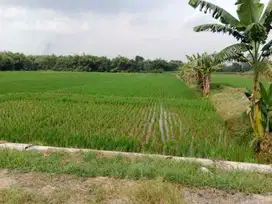 Sawah murah 1.730m² muka 13m mobil sampai lokasi, polokarto sukoharjo