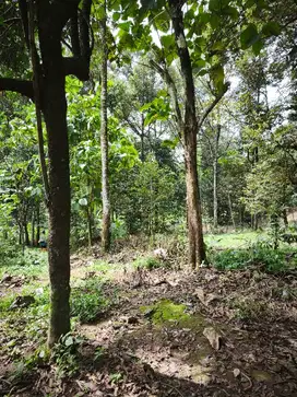 TANAH INVESTASI BERJALAN BERUPA KEBUN DURIAN DI GUNUNG PATI