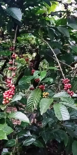 DIJUAL LAHAN KOPI PRODUKTIF 2 HEKTAR DI PUPUAN - TABANAN - BALI