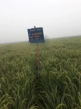 Jual murah tanah sawah