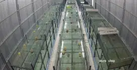 Aquarium ternak jual utamakan borongan sampe rack nya