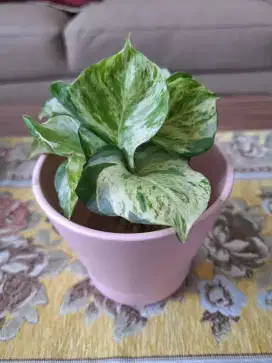 Tanaman meja asli