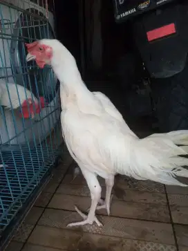 Ayam pelung putih