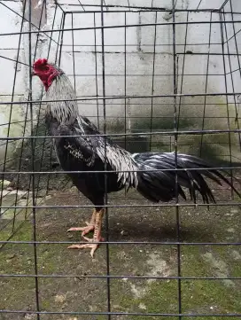 Dijual Janggaran Bangkok Mangon Trah Juara