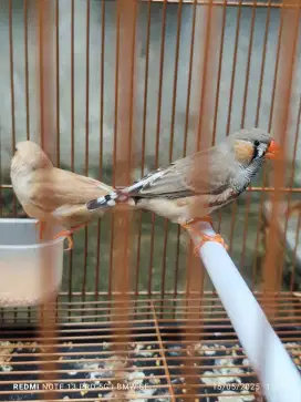 Zebra Finch sepasang