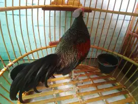 Ayam hutan hijau ori Lombok
