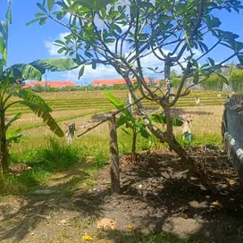 LAHAN VIEW SAWAH DI BUCU, UMALAS - BALI