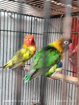 Lovebird pasangan produksi