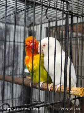 Lovebird pasangan produksi