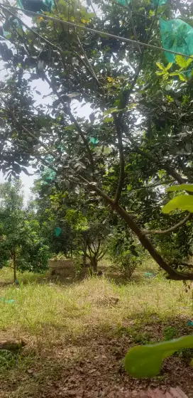 Lahan tanah buah strategis untuk resort, cafe maupun tempat wisata