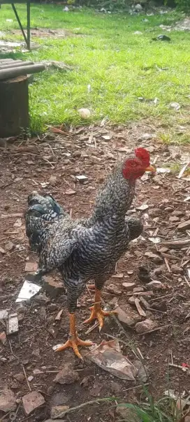 Ayam Birma Jali