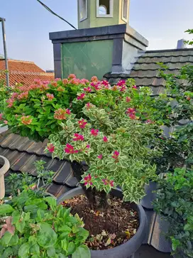 Jual Bunga Bugenvile 1 Pohon Banyak Warna