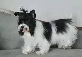 Dicari kennel boy perawat anjing
