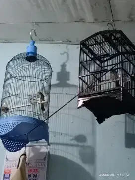Jual burung + kandang