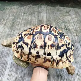 Pardalis high white 28cm calon Snow sulcata