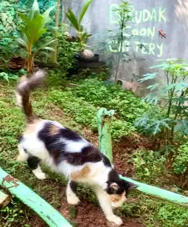 Indukan mainecoon proven