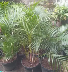 Palem Kuning,Palem Kipas Tinggi 80 Cm  + Pot Uk 35