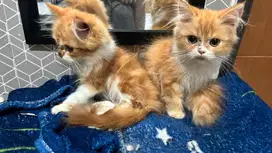 Kitten persia flatnose
