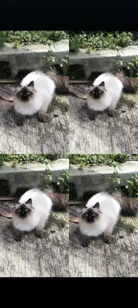 kucing kitten anggora persia ragdoll himalaya mainecoon munchkin