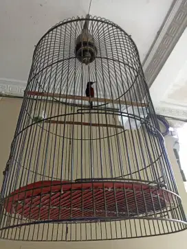 Burung Kolibri ninja