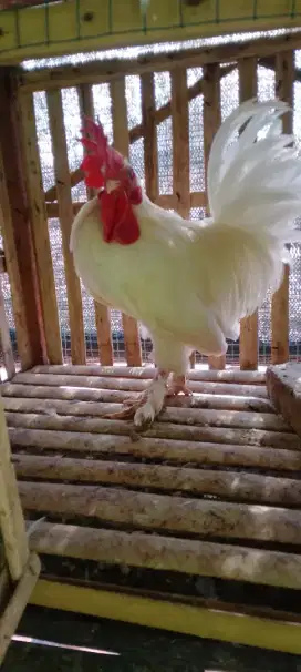 Ayam kate putih bersih
