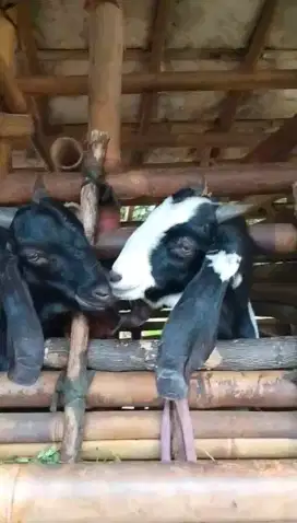 Kambing siap kurban