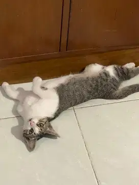 Anak kucing jantan (boleh nego)