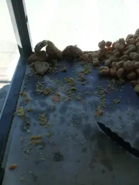 Di cari karyawan cewek layanin pelanggan sama tusuk bakso