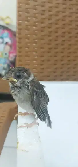 Jual murah 1 ekor anakan burung gereja udah pur, jinak+gereja dewasa1
