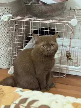 British shorthair cinamon betina