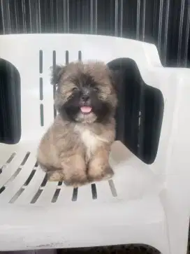 POM MIX SHIHTZU / SHIPOM