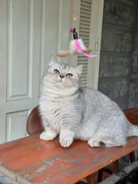 Munchkin BSH silver female