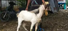 KAMBING QURBAN MURAH