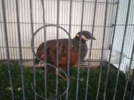Burung puyuh gonggong burja