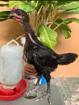 Ayam pelung 2,5 bulan satu pasang